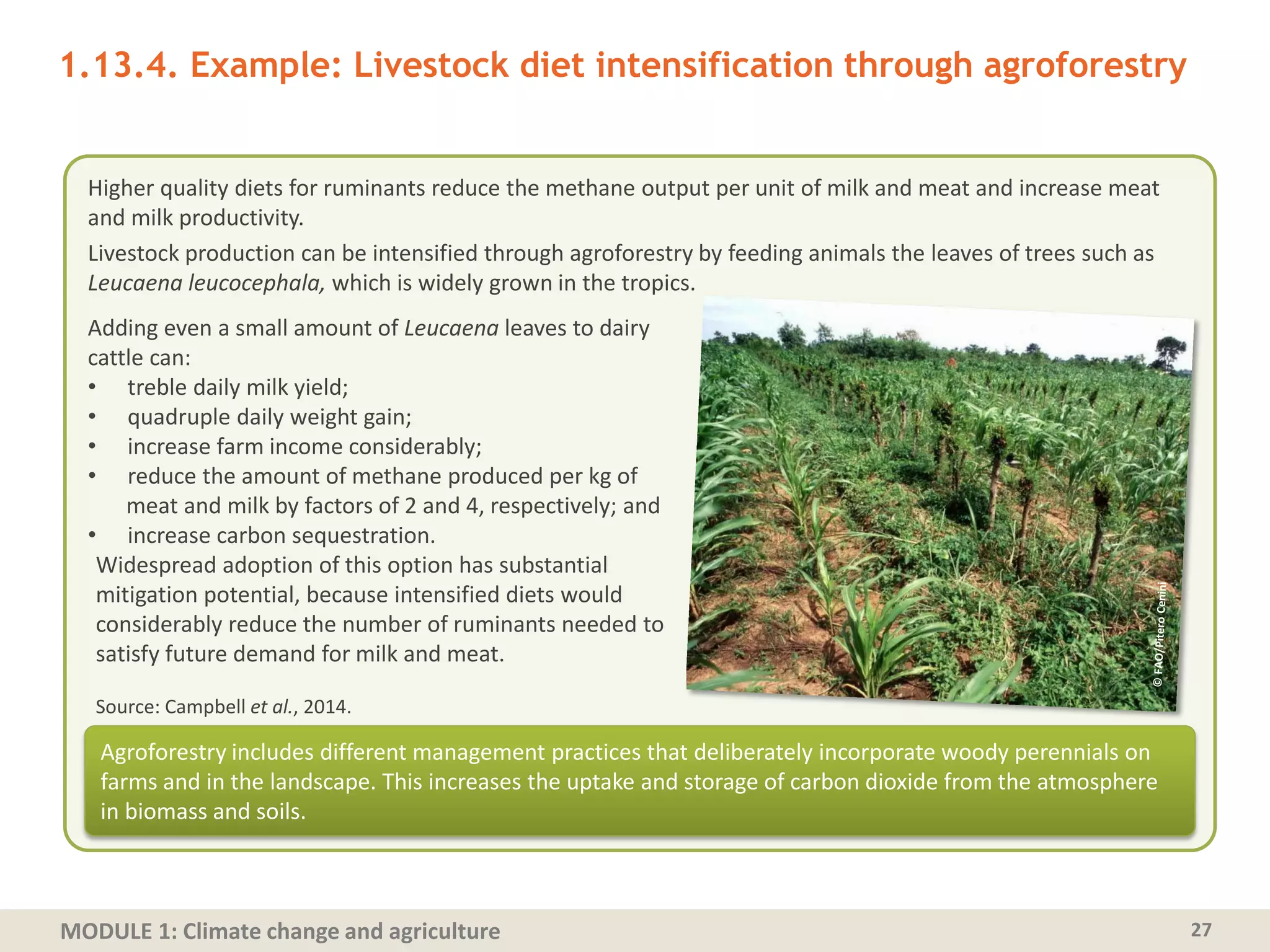 MODULE 1: Climate change and agriculture 27
Higher quality diets for ruminants reduce the methane output per unit of milk and meat and increase meat
and milk productivity.
Livestock production can be intensified through agroforestry by feeding animals the leaves of trees such as
Leucaena leucocephala, which is widely grown in the tropics.
1.13.4. Example: Livestock diet intensification through agroforestry
Adding even a small amount of Leucaena leaves to dairy
cattle can:
• treble daily milk yield;
• quadruple daily weight gain;
• increase farm income considerably;
• reduce the amount of methane produced per kg of
meat and milk by factors of 2 and 4, respectively; and
• increase carbon sequestration.
Widespread adoption of this option has substantial
mitigation potential, because intensified diets would
considerably reduce the number of ruminants needed to
satisfy future demand for milk and meat.
Source: Campbell et al., 2014.
Agroforestry includes different management practices that deliberately incorporate woody perennials on
farms and in the landscape. This increases the uptake and storage of carbon dioxide from the atmosphere
in biomass and soils.
 
