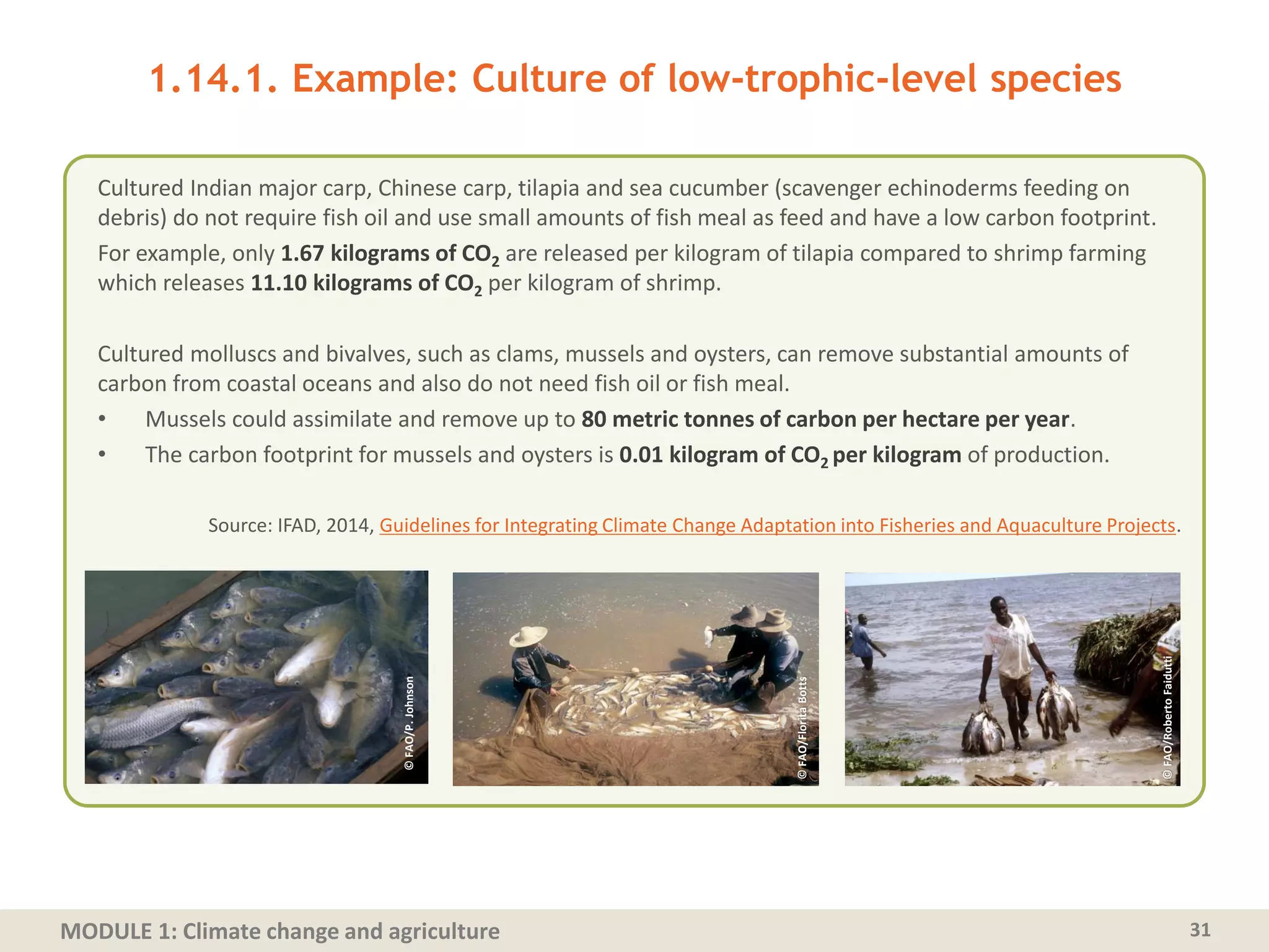 MODULE 1: Climate change and agriculture
1.14.1. Example: Culture of low-trophic-level species
Cultured Indian major carp, Chinese carp, tilapia and sea cucumber (scavenger echinoderms feeding on
debris) do not require fish oil and use small amounts of fish meal as feed and have a low carbon footprint.
For example, only 1.67 kilograms of CO2 are released per kilogram of tilapia compared to shrimp farming
which releases 11.10 kilograms of CO2 per kilogram of shrimp.
Cultured molluscs and bivalves, such as clams, mussels and oysters, can remove substantial amounts of
carbon from coastal oceans and also do not need fish oil or fish meal.
• Mussels could assimilate and remove up to 80 metric tonnes of carbon per hectare per year.
• The carbon footprint for mussels and oysters is 0.01 kilogram of CO2 per kilogram of production.
Source: IFAD, 2014, Guidelines for Integrating Climate Change Adaptation into Fisheries and Aquaculture Projects.
31
©FAO/P.Johnson
©FAO/FloritaBotts
©FAO/RobertoFaidutti
 