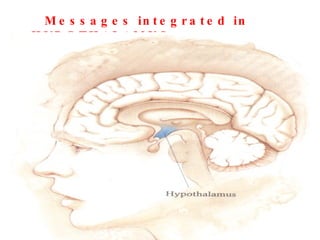 Messages integrated in HYPOTHALAMUS 