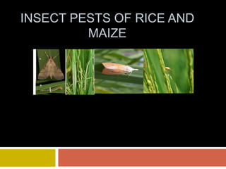 INSECT PESTS OF RICE AND
MAIZE
 