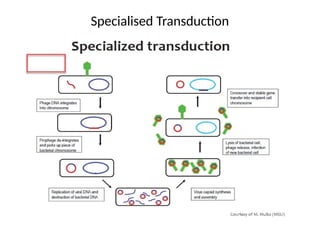 Transduction and Transformation in Bacteria(Horizontal gene transfer ...