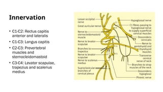Module -2- Structure - Of the neck -pptt | PPTX