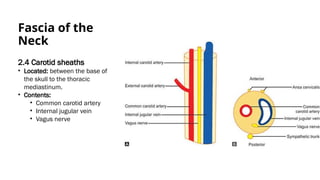 Internal Sheath Module -2- Structure - Of the neck -pptt | PPTX