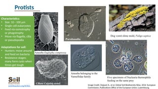 module-3-soil-biology-final-chicago.pptx