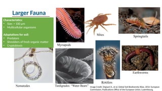 module-3-soil-biology-final-chicago.pptx
