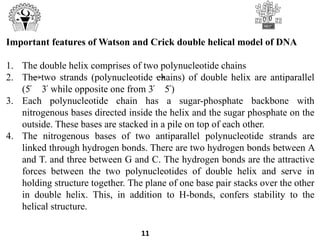 11
Important features of Watson and Crick double helical model of DNA
1. The double helix comprises of two polynucleotide chains
2. The two strands (polynucleotide chains) of double helix are antiparallel
(5՛ 3՛ while opposite one from 3՛ 5՛)
3. Each polynucleotide chain has a sugar-phosphate backbone with
nitrogenous bases directed inside the helix and the sugar phosphate on the
outside. These bases are stacked in a pile on top of each other.
4. The nitrogenous bases of two antiparallel polynucleotide strands are
linked through hydrogen bonds. There are two hydrogen bonds between A
and T. and three between G and C. The hydrogen bonds are the attractive
forces between the two polynucleotides of double helix and serve in
holding structure together. The plane of one base pair stacks over the other
in double helix. This, in addition to H-bonds, confers stability to the
helical structure.
 