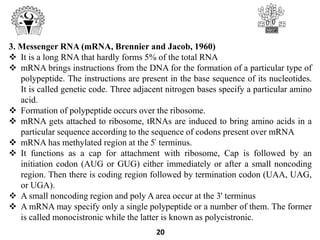 3. Messenger RNA (mRNA, Brennier and Jacob, 1960)
 It is a long RNA that hardly forms 5% of the total RNA
 mRNA brings instructions from the DNA for the formation of a particular type of
polypeptide. The instructions are present in the base sequence of its nucleotides.
It is called genetic code. Three adjacent nitrogen bases specify a particular amino
acid.
 Formation of polypeptide occurs over the ribosome.
 mRNA gets attached to ribosome, tRNAs are induced to bring amino acids in a
particular sequence according to the sequence of codons present over mRNA
 mRNA has methylated region at the 5՛ terminus.
 It functions as a cap for attachment with ribosome, Cap is followed by an
initiation codon (AUG or GUG) either immediately or after a small noncoding
region. Then there is coding region followed by termination codon (UAA, UAG,
or UGA).
 A small noncoding region and poly A area occur at the 3' terminus
 A mRNA may specify only a single polypeptide or a number of them. The former
is called monocistronic while the latter is known as polycistronic.
20
 