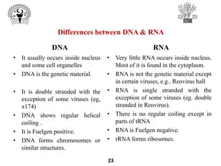 Differences between DNA & RNA
DNA
• It usually occurs inside nucleus
and some cell organelles
• DNA is the genetic material.
• It is double stranded with the
exception of some viruses (eg,
x174)
• DNA shows regular helical
coiling .
• It is Fuelgen positive.
• DNA forms chromosomes or
similar structures.
RNA
• Very little RNA occurs inside nucleus.
Most of it is found in the cytoplasm.
• RNA is not the genetic material except
in certain viruses, e.g.. Reovirus hall
• RNA is single stranded with the
exception of some viruses (eg. double
stranded in Reovirus).
• There is no regular coiling except in
parts of tRNA
• RNA is Fuelgen negative.
• rRNA forms ribosomes.
23
 