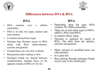 • DNA contains over a million
nucleotides.
• DNA is of only two types, nuclear and
extra nuclear.
• It contains deoxyribose sugar
• Nitrogen base thymine occurs in DNA
along with three others-adenine,
cytosine and guanine.
• Unusual bases are very few or absent.
• Renaturation after melting is slow.
• Hydrogen bonds are formed between
complementary nitrogen bases of the
opposite strands of DNA (A-T,C-G)
• Depending upon the type, RNA
contains 70-12000 nucleotides.
• There are at least three types of RNA-
mRNA, rRNA and tRNA.
• It contains ribose sugar.
• Thymine is replaced by uracil in
RNA. The other three are adenine,
cytosine and guanine.
• Many unusual or modified bases are
often present.
• It is quite fast.
• Base pairing through hydrogen bonds
occurs only in the coiled parts.
DNA RNA
Differences between DNA & RNA
24
 