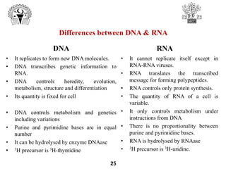 • It replicates to form new DNA molecules.
• DNA transcribes genetic information to
RNA.
• DNA controls heredity, evolution,
metabolism, structure and differentiation
• Its quantity is fixed for cell
• DNA controls metabolism and genetics
including variations
• Purine and pyrimidine bases are in equal
number
• It can be hydrolysed by enzyme DNAase
• 3H precursor is 3H-thymidine
• It cannot replicate itself except in
RNA-RNA viruses.
• RNA translates the transcribed
message for forming polypeptides.
• RNA controls only protein synthesis.
• The quantity of RNA of a cell is
variable.
• It only controls metabolism under
instructions from DNA
• There is no proportionality between
purine and pyrimidine bases.
• RNA is hydrolysed by RNAase
• 3H precursor is 3H-uridine.
25
DNA RNA
Differences between DNA & RNA
 