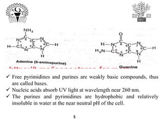 5
 Free pyrimidines and purines are weakly basic compounds, thus
are called bases.
 Nucleic acids absorb UV light at wavelength near 260 nm.
 The purines and pyrimidines are hydrophobic and relatively
insoluble in water at the near neutral pH of the cell.
 