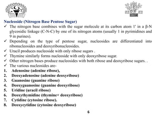 6
Nucleoside (Nitrogen Base Pentose Sugar)
 The nitrogen base combines with the sugar molecule at its carbon atom 1' in a β-N
glycosidic linkage (C-N-C) by one of its nitrogen atoms (usually 1 in pyrimidines and
9 in purines).
 Depending on the type of pentose sugar, nucleosides are differentiated into
ribonucleosides and deoxyribonucleosides.
 Uracil produces nucleoside with only ribose sugars .
 Thymine similarly forms nucleoside with only deoxyribose sugar.
 Other nitrogen bases produce nucleosides with both ribose and deoxyribose sugars. .
 The various nucleosides are-
1. Adenosine (adenine ribose),
2. Deoxyadenosine (adenine deoxyribose)
3. Guanosine (guanine ribose)
4. Deoxyguanosine (guanine deoxyribose)
5. Uridine (uracil ribose)
6. Deoxythymidine (thymine+ deoxyribose)
7. Cytidine (cytosine ribose).
8. Deoxycytidine (cytosine deoxyribose)
 