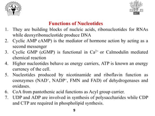 9
Functions of Nucleotides
1. They are building blocks of nucleic acids, ribonucleotides for RNAs
while deoxyribonucleotide produce DNA
2. Cyclic AMP cAMP) is the mediator of hormone action by acting as a
second messenger
3. Cyclic GMP (cGMP) is functional in Ca2+ or Calmodulin mediated
chemical reaction
4. Higher nucleotides behave as energy carriers, ATP is known an energy
currency of the cell.
5. Nucleotides produced by nicotinamide and riboflavin function as
coenzymes (NAD+, NADP+, FMN and FAD) of dehydrogenases and
oxidases.
6. CoA from pantothenic acid functions as Acyl group carrier.
7. UDP and ADP are involved in synthesis of polysaccharides while CDP
and CTP are required in phospholipid synthesis.
 