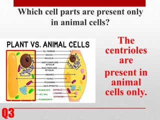 Module 4-plant-and-animal-cell-discussion | PPTX