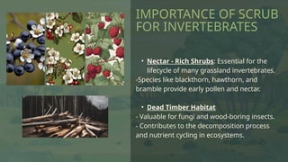 Ecosystem: Importance of Grassland and Scrub | PPTX