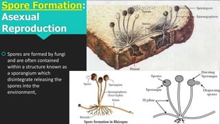 Spore Formation:
Asexual
Reproduction
 Spores are formed by fungi
and are often contained
within a structure known as
a sporangium which
disintegrate releasing the
spores into the
environment,
 