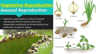 Vegetative Reproduction:
Asexual Reproduction
 Vegetative reproduction is a form of asexual
reproduction found in plants where new
independent individuals are formed without the
production of seeds or spores.
 