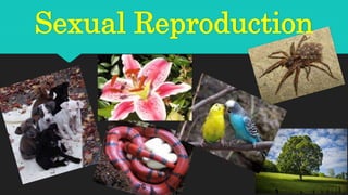 Sexual Reproduction
 