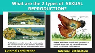 What are the 2 types of SEXUAL
REPRODUCTION?
Internal Fertilization
External Fertilization
 