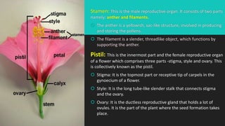 Stamen: This is the male reproductive organ. It consists of two parts
namely: anther and filaments.
 The anther is a yellowish, sac-like structure, involved in producing
and storing the pollens.
 The filament is a slender, threadlike object, which functions by
supporting the anther.
Pistil: This is the innermost part and the female reproductive organ
of a flower which comprises three parts -stigma, style and ovary. This
is collectively known as the pistil.
 Stigma: It is the topmost part or receptive tip of carpels in the
gynoecium of a flower.
 Style: It is the long tube-like slender stalk that connects stigma
and the ovary.
 Ovary: It is the ductless reproductive gland that holds a lot of
ovules. It is the part of the plant where the seed formation takes
place.
 