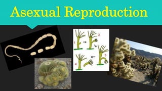Asexual Reproduction
 