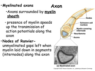 Comprehensive Overview of Nervous Tissue Structure and Function | PDF