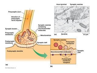 Comprehensive Overview of Nervous Tissue Structure and Function | PDF