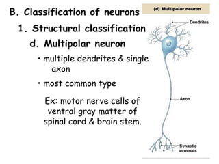 Axon Classifications Comprehensive Overview of Nervous Tissue Structure and Function | PDF