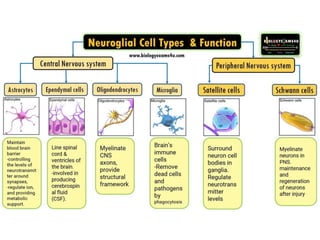 Comprehensive Overview of Nervous Tissue Structure and Function | PDF