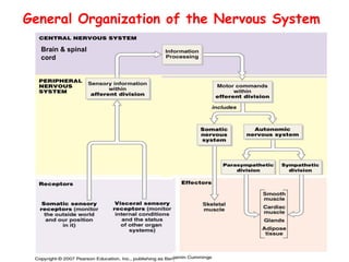 Comprehensive Overview of Nervous Tissue Structure and Function | PDF