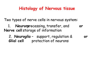 Comprehensive Overview of Nervous Tissue Structure and Function | PDF