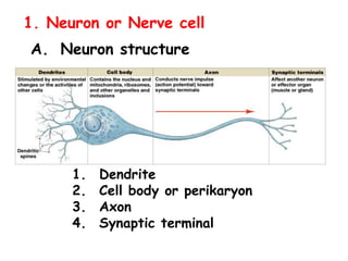 Neuron Pdf Comprehensive Overview of Nervous Tissue Structure and Function | PDF