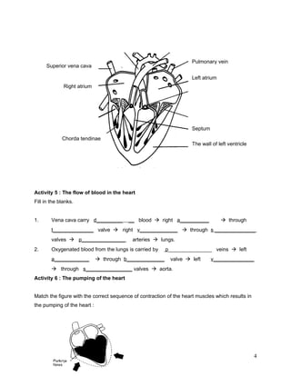 Pulmonary vein
     Superior vena cava

                                                                    Left atrium
              Right atrium




                                                                    Septum
             Chorda tendinae
                                                                    The wall of left ventricle




Activity 5 : The flow of blood in the heart
Fill in the blanks.


1.      Vena cava carry d_________       __ blood  right a__________              through
        t______________ valve  right v_____________  through s ______________
        valves  p_______________         arteries  lungs.
2.      Oxygenated blood from the lungs is carried by    p_______________ veins  left
        a____________         through b_____________      valve  left      v______________
         through s________________ valves  aorta.
Activity 6 : The pumping of the heart


Match the figure with the correct sequence of contraction of the heart muscles which results in
the pumping of the heart :




                                                                                                  4
 
