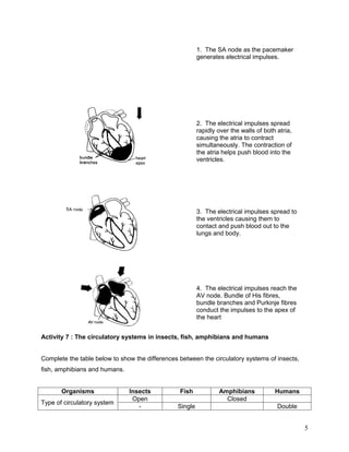 1. The SA node as the pacemaker
                                                         generates electrical impulses.




                                                         2. The electrical impulses spread
                                                         rapidly over the walls of both atria,
                                                         causing the atria to contract
                                                         simultaneously. The contraction of
                                                         the atria helps push blood into the
                                                         ventricles.




                                                         3. The electrical impulses spread to
                                                         the ventricles causing them to
                                                         contact and push blood out to the
                                                         lungs and body.




                                                         4. The electrical impulses reach the
                                                         AV node. Bundle of His fibres,
                                                         bundle branches and Purkinje fibres
                                                         conduct the impulses to the apex of
                                                         the heart


Activity 7 : The circulatory systems in insects, fish, amphibians and humans


Complete the table below to show the differences between the circulatory systems of insects,
fish, amphibians and humans.


       Organisms               Insects           Fish            Amphibians            Humans
                                Open                               Closed
Type of circulatory system
                                  -             Single                                  Double


                                                                                                 5
 