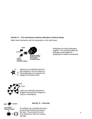 Activity 11 : The mechanisms used by antibodies to destroy things
Match each mechanism with the explanation on the right boxes.



                                                       Antibodies can clamp pathogens
                                                       together. The clumping makes the
                                                       pathogens easy targets for
                                                       phagocytes to capture and destroy.




           Opsonins are antibodies that bind
           with antigens to act as markers so
           that phagocytes can recognize the
           antigens and destroy them.




           Lysins are antibodies that bind to
           antigens and cause the antigens to
           rupture or disintegrate




                           Activity 12 : Immunity


           An antibody can neutralize the toxins
           produced by bacteria by binding to
           the toxin. This prevents the toxin                                               8
           from attaching to cells and causing
           damage.
 