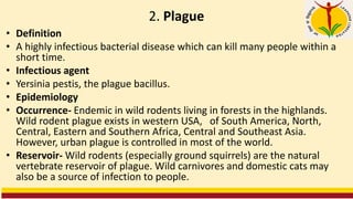 2. Plague
• Definition
• A highly infectious bacterial disease which can kill many people within a
short time.
• Infectious agent
• Yersinia pestis, the plague bacillus.
• Epidemiology
• Occurrence- Endemic in wild rodents living in forests in the highlands.
Wild rodent plague exists in western USA, of South America, North,
Central, Eastern and Southern Africa, Central and Southeast Asia.
However, urban plague is controlled in most of the world.
• Reservoir- Wild rodents (especially ground squirrels) are the natural
vertebrate reservoir of plague. Wild carnivores and domestic cats may
also be a source of infection to people.
 
