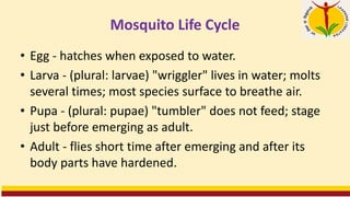 Mosquito Life Cycle
• Egg - hatches when exposed to water.
• Larva - (plural: larvae) "wriggler" lives in water; molts
several times; most species surface to breathe air.
• Pupa - (plural: pupae) "tumbler" does not feed; stage
just before emerging as adult.
• Adult - flies short time after emerging and after its
body parts have hardened.
 