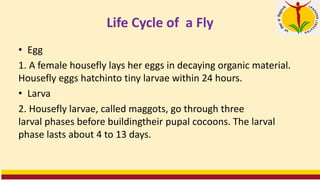 Life Cycle of a Fly
• Egg
1. A female housefly lays her eggs in decaying organic material.
Housefly eggs hatchinto tiny larvae within 24 hours.
• Larva
2. Housefly larvae, called maggots, go through three
larval phases before buildingtheir pupal cocoons. The larval
phase lasts about 4 to 13 days.
 