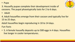 • Pupa
3. Housefly pupae complete their development inside of
cocoons. The pupal phasetypically lasts for 2 to 6 days.
• Adult
4. Adult houseflies emerge from their cocoon and typically live for
15 to 25 days.
Adult houseflies begin reproducing in 10 to 14 days.
Fun Facts
• 5. A female housefly deposits up to 500 eggs in 4 days. Houseflies
live longer in cooler temperatures.
 
