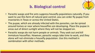 b. Biological control
• Parasitic wasps and fire ants suppress housefly populations naturally. If you
want to use this form of natural pest control, you can order fly pupae from
insectaries in Texas or across the United States.
• The pupae, which are already infected with the parasites, can be spread
around homes or near where houseflies are developing. Place the pupae in
areas out of direct sunlight where they will not be stepped on.
• Parasitic wasps do not harm people or animals. They seek out and kill
immature houseflies. However, parasitic wasps take time to work, and they
alone will not eliminate a housefly population. Use this method in
combination with other methods.
 
