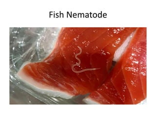 Fish Nematode
 