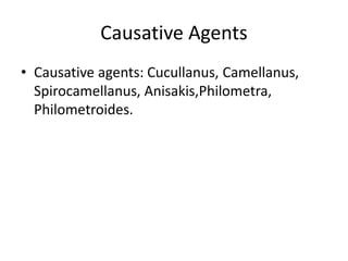 Causative Agents
• Causative agents: Cucullanus, Camellanus,
Spirocamellanus, Anisakis,Philometra,
Philometroides.
 
