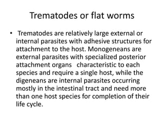 Trematodes or flat worms
• Trematodes are relatively large external or
internal parasites with adhesive structures for
attachment to the host. Monogeneans are
external parasites with specialized posterior
attachment organs characteristic to each
species and require a single host, while the
digeneans are internal parasites occurring
mostly in the intestinal tract and need more
than one host species for completion of their
life cycle.
 