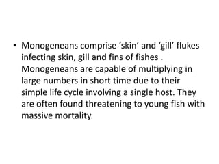 • Monogeneans comprise ‘skin’ and ‘gill’ flukes
infecting skin, gill and fins of fishes .
Monogeneans are capable of multiplying in
large numbers in short time due to their
simple life cycle involving a single host. They
are often found threatening to young fish with
massive mortality.
 