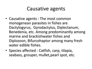 Causative agents
• Causative agents : The most common
monogenean parasites in fishes are
Dactylogyrus, Gyrodactylus, Diplectanum,
Benedenia, etc. Among predominantly among
marine and brackishwater fishes and
Diplozoon, Bifurcohaptor among many fresh
water edible fishes.
• Species affected : Catfish, carp, tilapia,
seabass, grouper, mullet,pearl spot, etc.
 