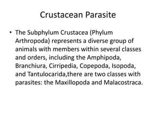 Crustacean Parasite
• The Subphylum Crustacea (Phylum
Arthropoda) represents a diverse group of
animals with members within several classes
and orders, including the Amphipoda,
Branchiura, Cirripedia, Copepoda, Isopoda,
and Tantulocarida,there are two classes with
parasites: the Maxillopoda and Malacostraca.
 