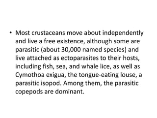 • Most crustaceans move about independently
and live a free existence, although some are
parasitic (about 30,000 named species) and
live attached as ectoparasites to their hosts,
including fish, sea, and whale lice, as well as
Cymothoa exigua, the tongue-eating louse, a
parasitic isopod. Among them, the parasitic
copepods are dominant.
 
