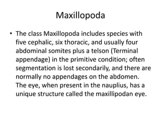 Maxillopoda
• The class Maxillopoda includes species with
five cephalic, six thoracic, and usually four
abdominal somites plus a telson (Terminal
appendage) in the primitive condition; often
segmentation is lost secondarily, and there are
normally no appendages on the abdomen.
The eye, when present in the nauplius, has a
unique structure called the maxillipodan eye.
 