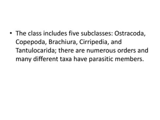 • The class includes five subclasses: Ostracoda,
Copepoda, Brachiura, Cirripedia, and
Tantulocarida; there are numerous orders and
many different taxa have parasitic members.
 