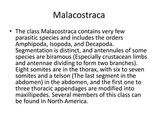 Malacostraca
• The class Malacostraca contains very few
parasitic species and includes the orders
Amphipoda, Isopoda, and Decapoda.
Segmentation is distinct, and antennules of some
species are biramous (Especially crustacean limbs
and antennae dividing to form two branches).
Eight somites are in the thorax, with six to seven
somites and a telson (The last segment in the
abdomen) in the abdomen, and the first one to
three thoracic appendages are modified into
maxillipedes. Several members of this class can
be found in North America.
 